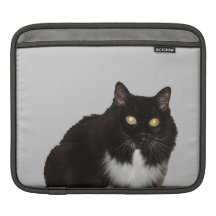 Gato de pelo largo del mascota fundas para iPads