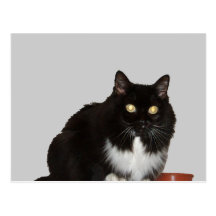 Gato de pelo largo del mascota tarjetas postales