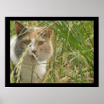 Gato en hierba poster