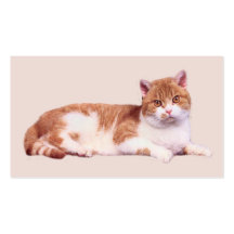 Gato nadie tarjeta de visita de Purrfect