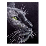 Gato negro postales