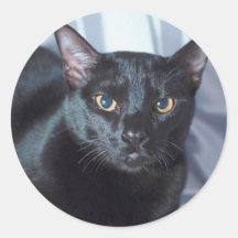 Gato pedigrí negro 1 pegatina