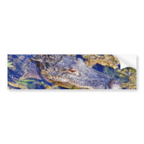 Gator Aligators Swamps bumper stickers by lifesphere Gator Aligators Swamps bumper stickers