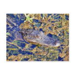 Gator Aligators Swamps Post Card