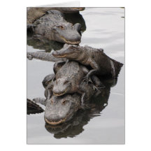 Gator Birthday Party Greeting Cards