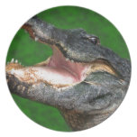 Gator Chomp Dinner Plates