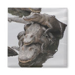 Gator Family Reunion magnets