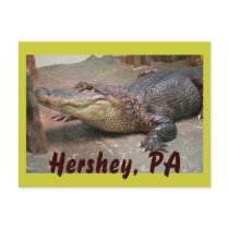 Gator Greeting from Hershey Postcard