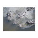 GATOR GREETINGS postcards
