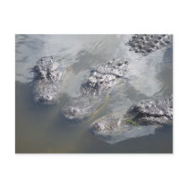 GATOR GREETINGS postcards by lewispoll GATOR GREETINGS postcards