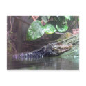 'Gator Grins - Postcard