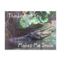 'Gator Grins: Thinking of You - Postcard