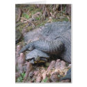 "Gator Hugs" cards