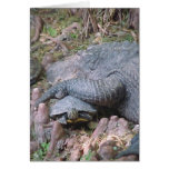 "Gator Hugs" cards