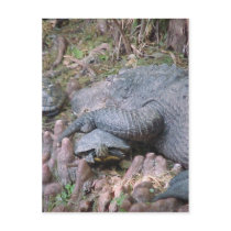 "Gator Hugs" Postcard