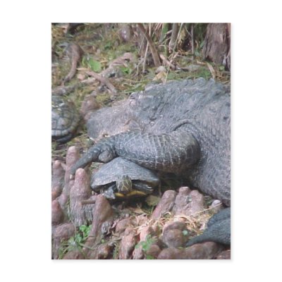 "Gator Hugs" Postcard by smilodonart