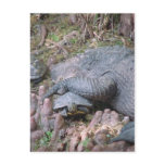 "Gator Hugs" Postcard