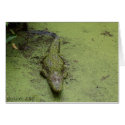 'Gator in Duckweed, ©2006, KAS cards by kennys2468 'Gator in Duckweed, ©2006, KAS cards