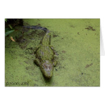 'Gator in Duckweed, ©2006, KAS cards