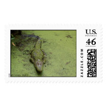 'Gator in Duckweed, ©2006, KAS postage by kennys2468 'Gator in Duckweed, ©2006, KAS postage