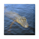 Gator Magnet