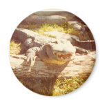 GATOR magnets
