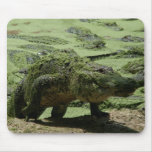 Gator Mouse Mats
