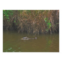 Gator Photo Enlargement