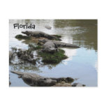 Gator Pond Postcard