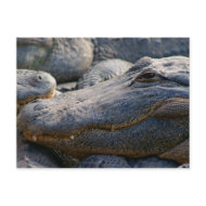 Gator postcard