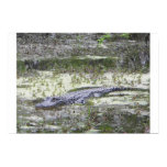Gator