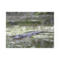 Gator posters by oujms1 Gator posters
