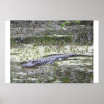 Gator posters