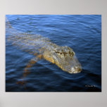 Gator Poster posters
