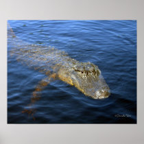Gator Poster