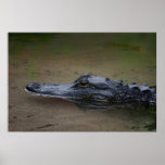 Gator Resting Poster posters