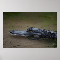 Gator Resting Poster