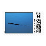 Gator Trail Postage - Matching Card!