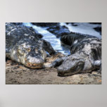 Gatorland - Orlando, FL Posters