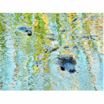Gators Aligators Swamps photo sculptures by lifesphere Gators Aligators Swamps photo sculptures