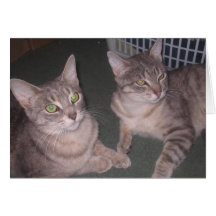Gatos Felicitaciones