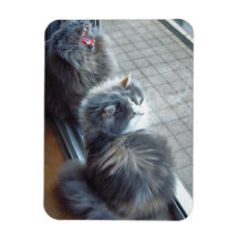 Gatos que esperan agujereados. Imán superior