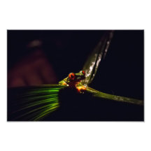 Gaudy Leaf Frog in Costa Rica Art Photo