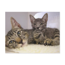 Gaven & Grover postcards by okcshelter Gaven & Grover postcards