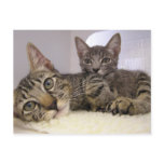 Gaven & Grover postcards