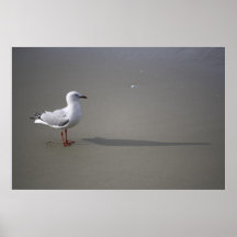 Gaviota en la playa impresiones