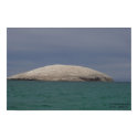 GAVIOTA ISLAND posters
