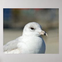 Gaviota Impresiones