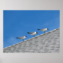 Gaviotas en el tejado poster