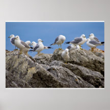 Gaviotas Posters
